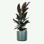 plants ecommerce product featured img 18